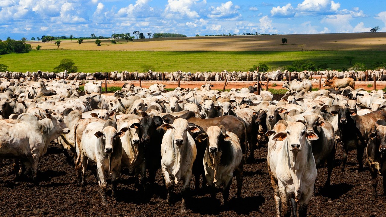 Tarifaço Revela Resiliência do Brasil no Mercado de Carne Bovina