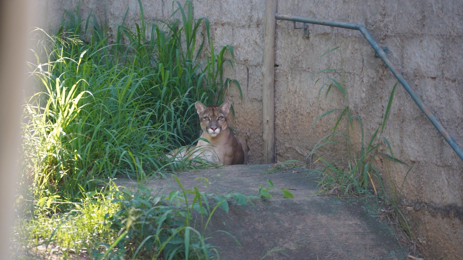 Araçatuba Esvazia Bosque: Mais de 200 Animais Silvestres Serão Transferidos