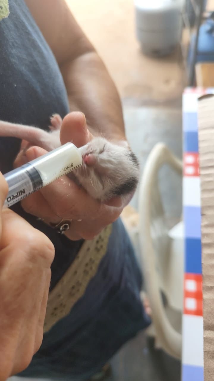 Mulher é flagrada após abandonar seis filhotes de gato no Procon de Rio Preto