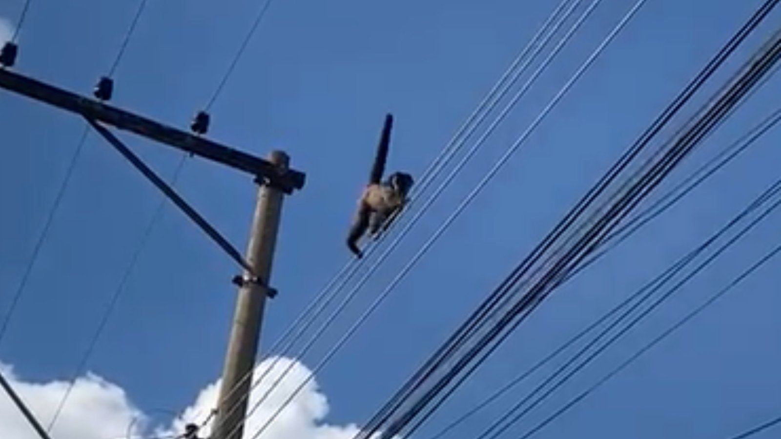 Macaco Sofre Choque Elétrico e Cai de Fios em Penápolis (SP)