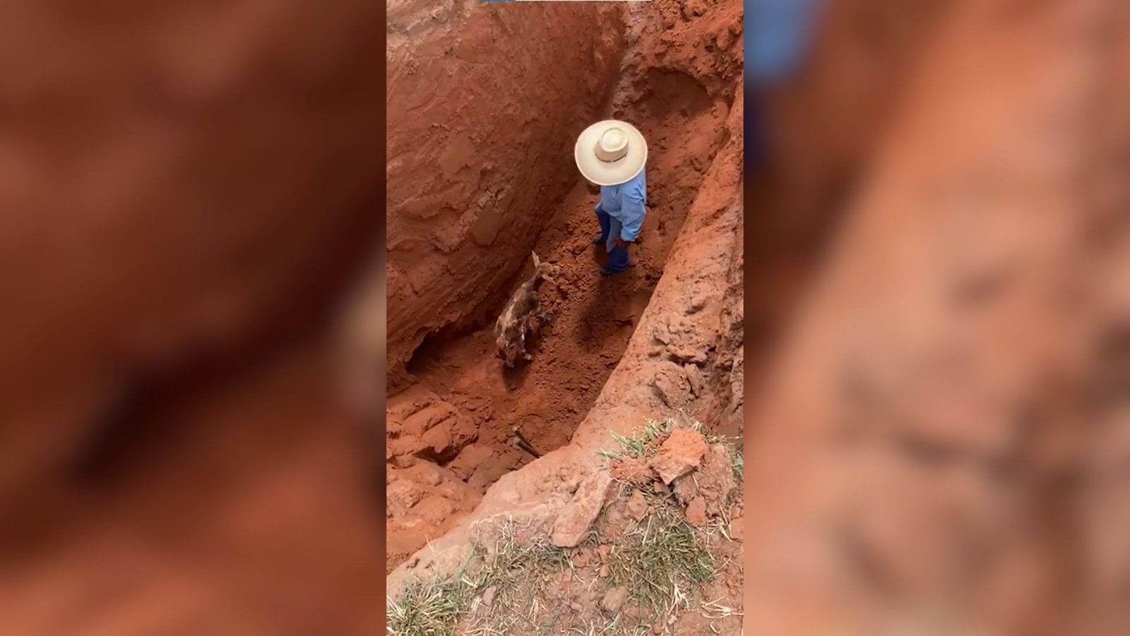 Drama e Resgate: Bezerra Recém-Nascida é Salva de Buraco Profundo em Auriflama