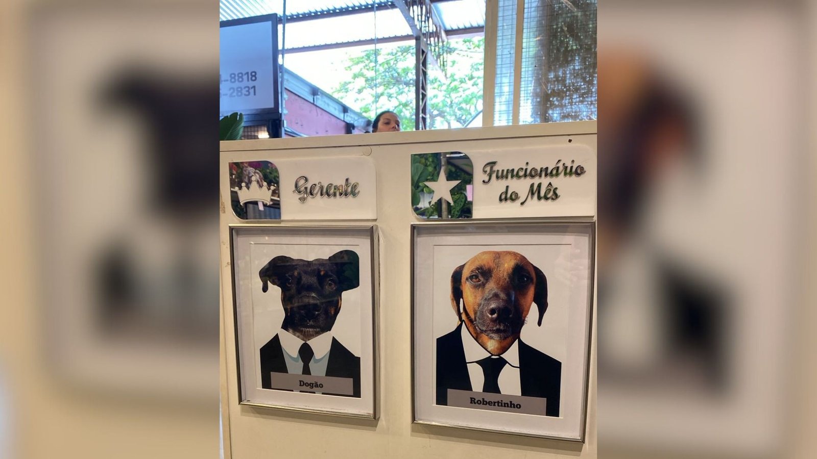 Dogão e Robertinho: Cães Comunitários São ‘Promovidos’ a Gerente e Funcionário do Mês em Floricultura de Rio Preto