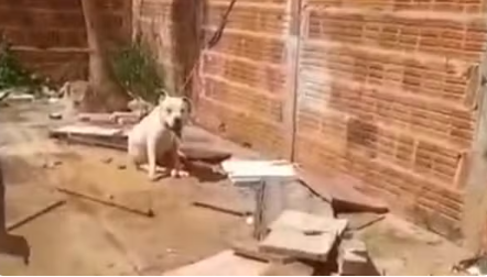 Pit bull morre após ser encontrado sob sol e preso pelo pescoço com cabo de carregador de celular