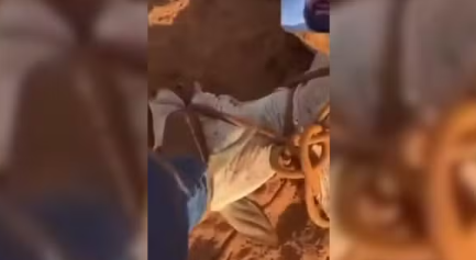 Funcionário público posta vídeo pisando em cabeça de bezerro em Guzolândia