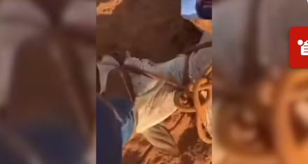 Funcionário público que postou vídeo pisando em cabeça de bezerro pede exoneração