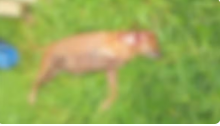 Cachorra é encontrada morta com pata decepada e glândulas mamárias arrancadas em Votuporanga