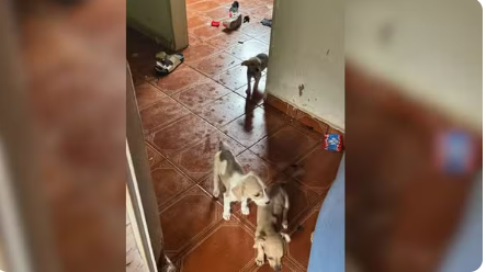 Mulher suspeita de causar morte de 6 cães é multada em R$ 38 mil por maus-tratos 