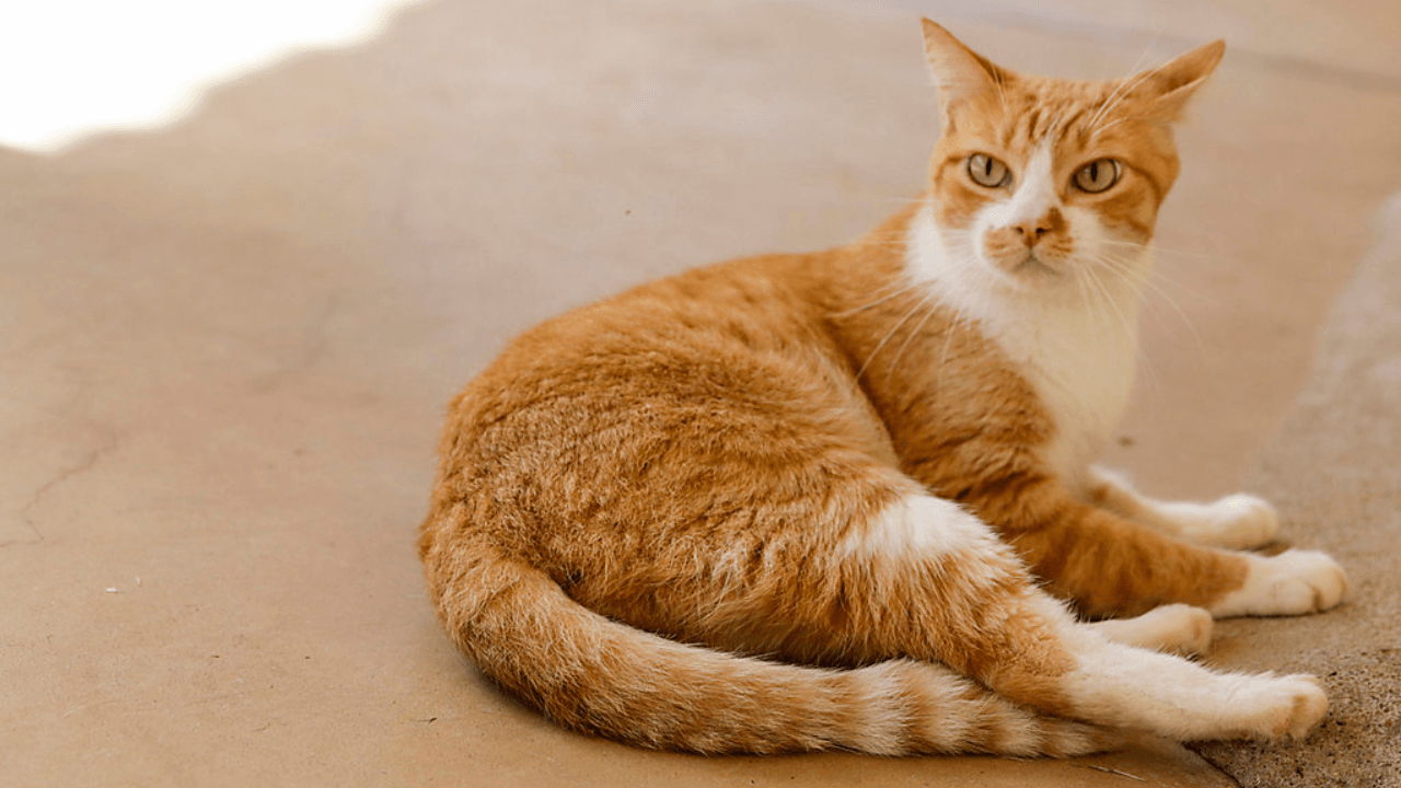 Vacinação em cães e gatos acontece neste sábado no Jardim Santo Antonio