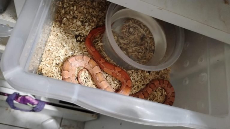 Operação ‘Corn Snake’ desmonta esquema de venda de animais exóticos pelos Correios no interior de SP