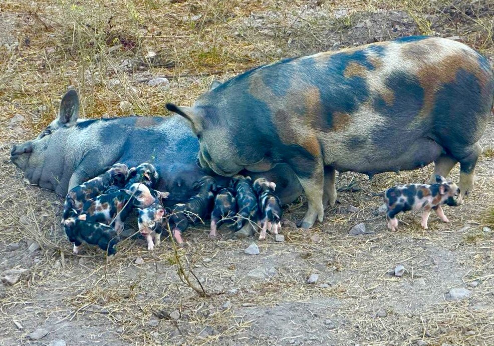 Caruncho Três Cores: A Jóia Brasileira que Brilha na Culinária Pela Sua Banha Excepcional