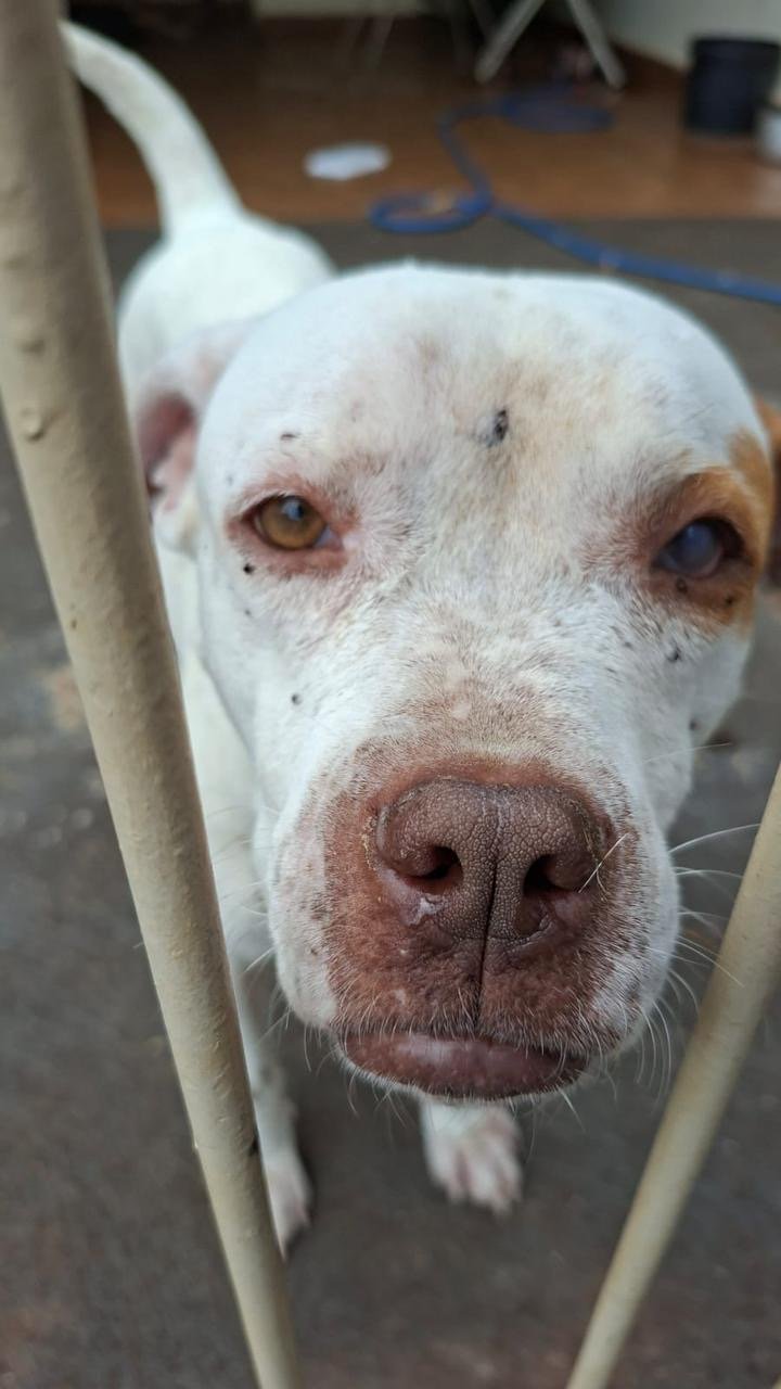 Homem é preso por maus-tratos após morte de cão