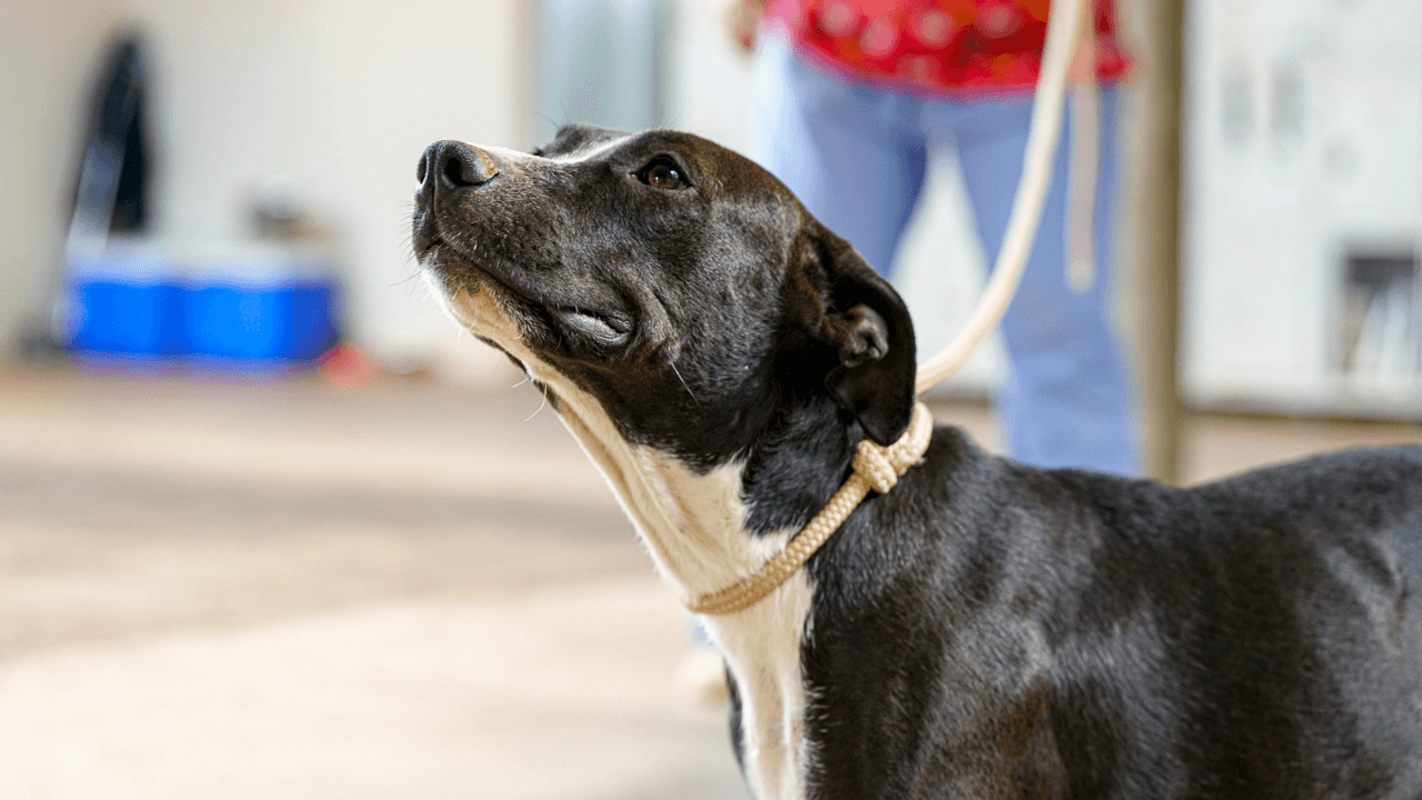 Vacinação contra cães e gatos acontece neste sábado na UBS Estoril