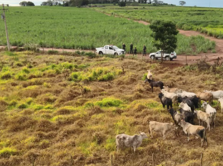 Cabeças de gado furtadas de fazenda são recuperadas pela polícia