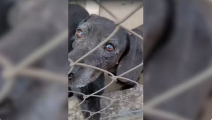Morre cão atropelado por motorista que fugiu sem prestar socorro após ficar 6 dias internado no interior de SP