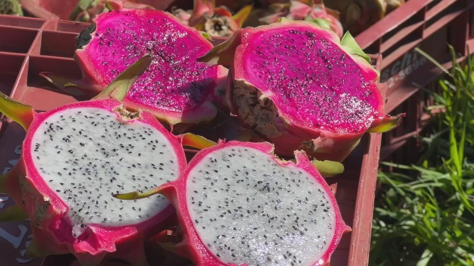 O cultivo de pitaya como aposta de renda em pequenas propriedades rurais no interior de São Paulo