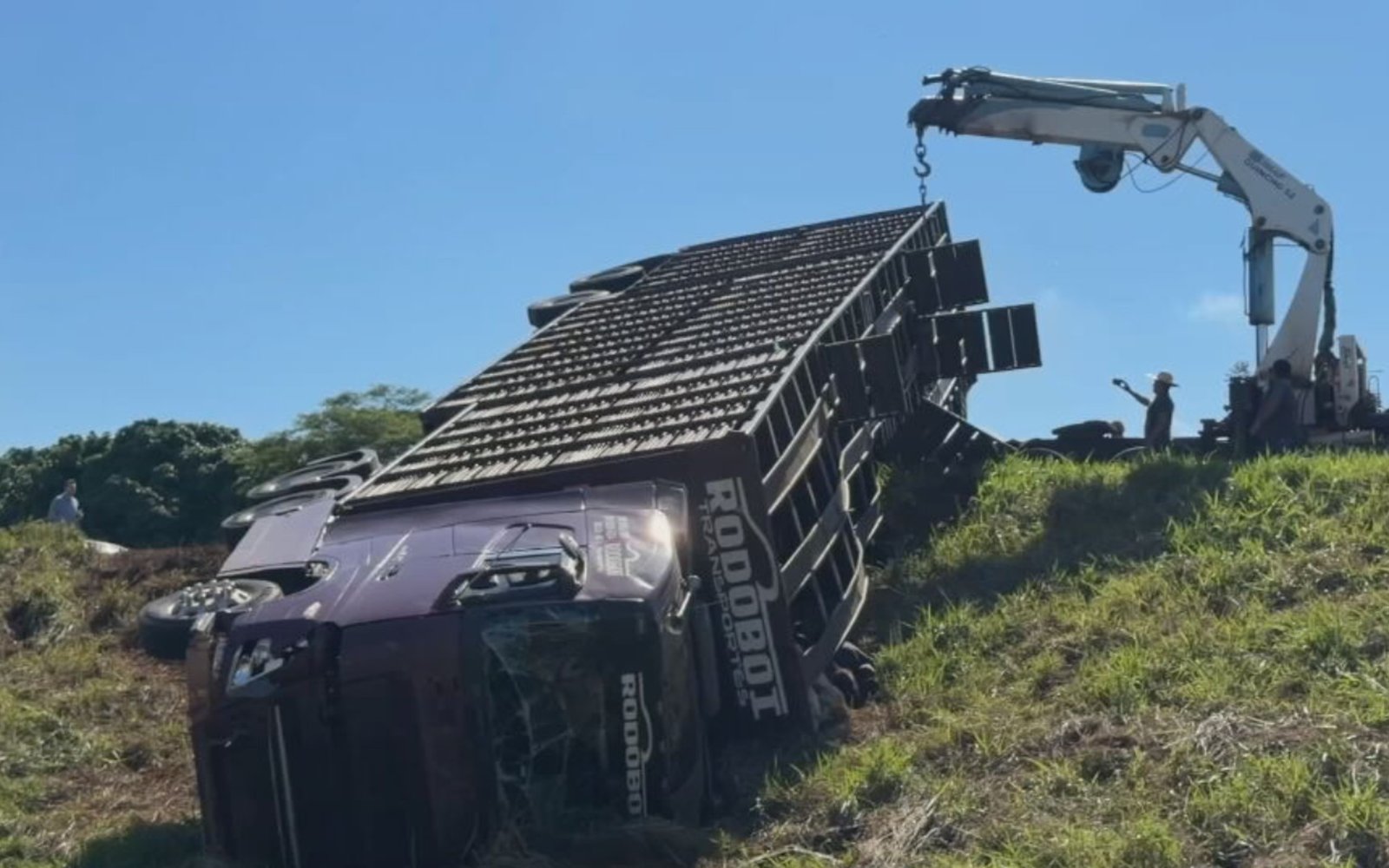 Caminhoneiro relata sofrimento de bezerros após acidente com motorista bêbado na BR-153 em São José do Rio Preto