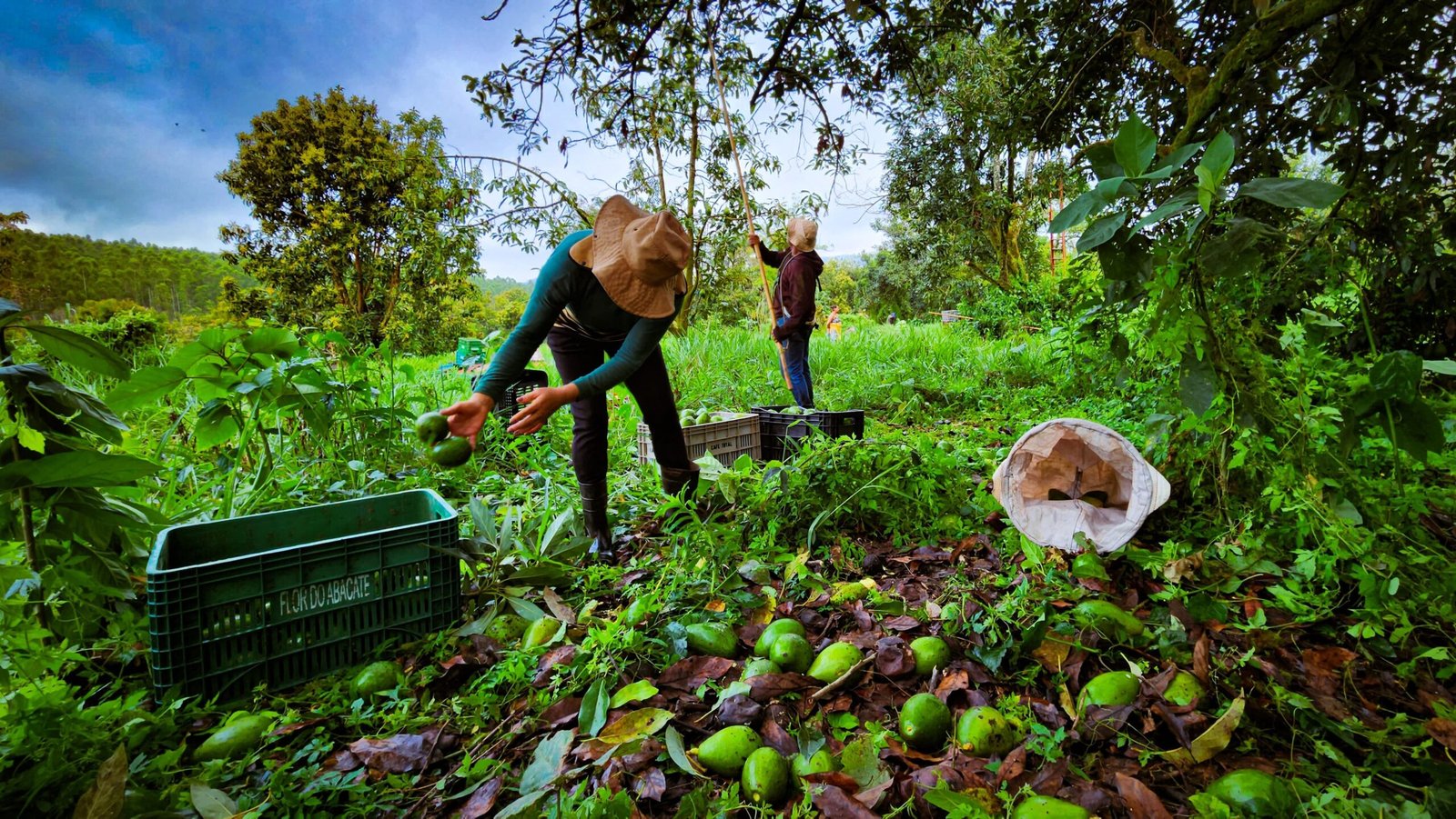 Minas Gerais consolida-se como potência na exportação de avocado, transformando a fruta do quintal em commodity global
