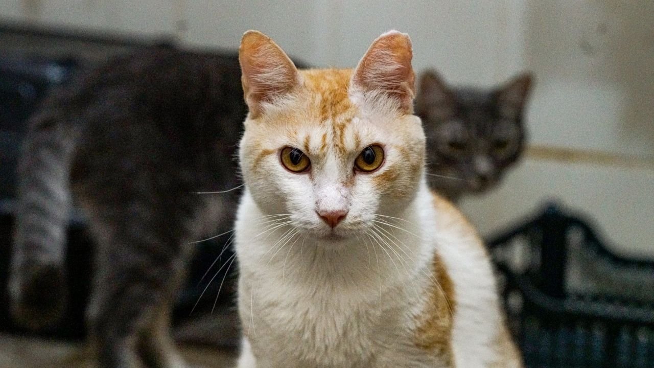 Setor de pets é tema de Ação de Empregabilidade nesta quinta-feira em Rio Preto