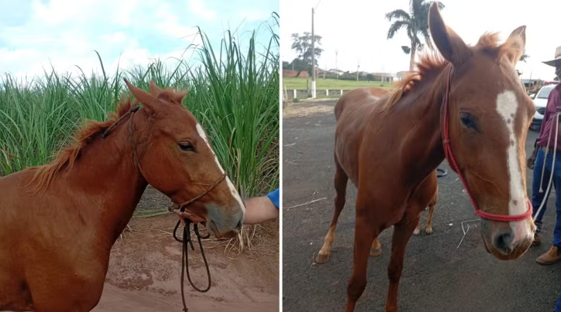 Cavalo morre amarrado em árvore após ser levado de sítio por adolescentes em Severínia