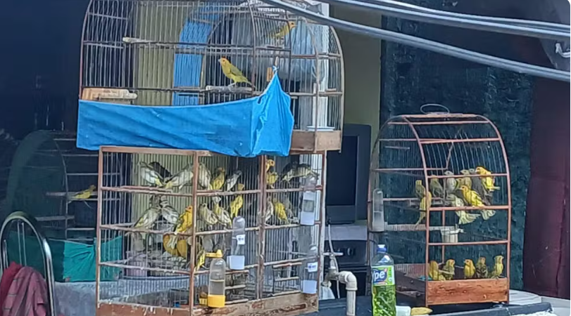 Mais de 60 aves silvestres são apreendidas em Rio Preto em ação contra venda ilegal pela internet