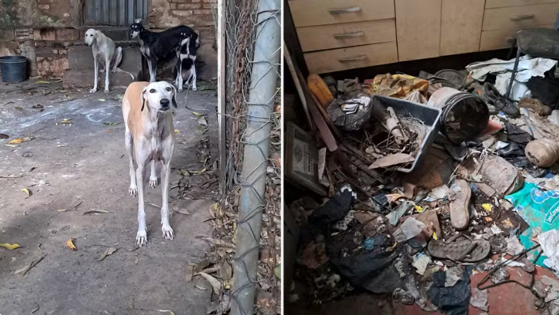 Homem é preso em flagrante por maus-tratos a 17 cães em Araçatuba; animal morre após resgate