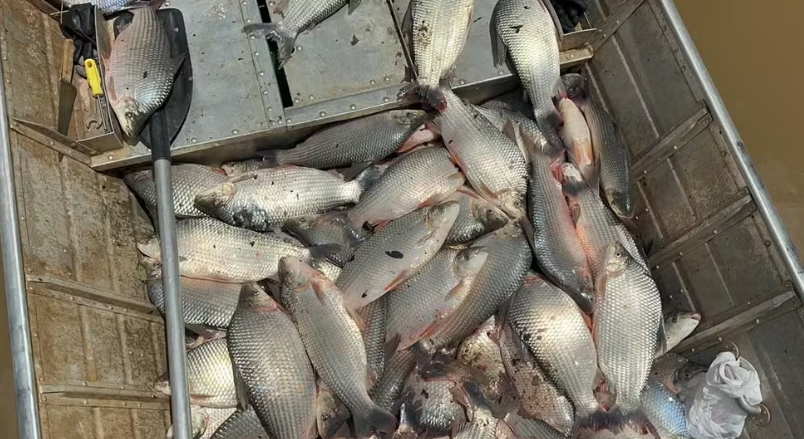 Polícia apreende meia tonelada de peixes e multa trio em R$ 32 mil por pesca ilegal no interior de SP