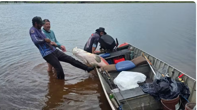 Após uma hora de ‘luta’, pescadores fisgam pirarucu com mais de dois metros e quase 100 kg em rio no interior de SP