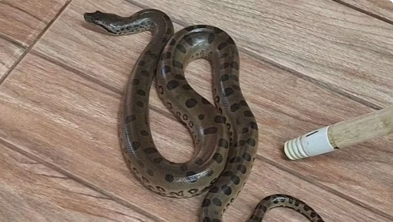 Cobra é encontrada em sala de aula de creche municipal