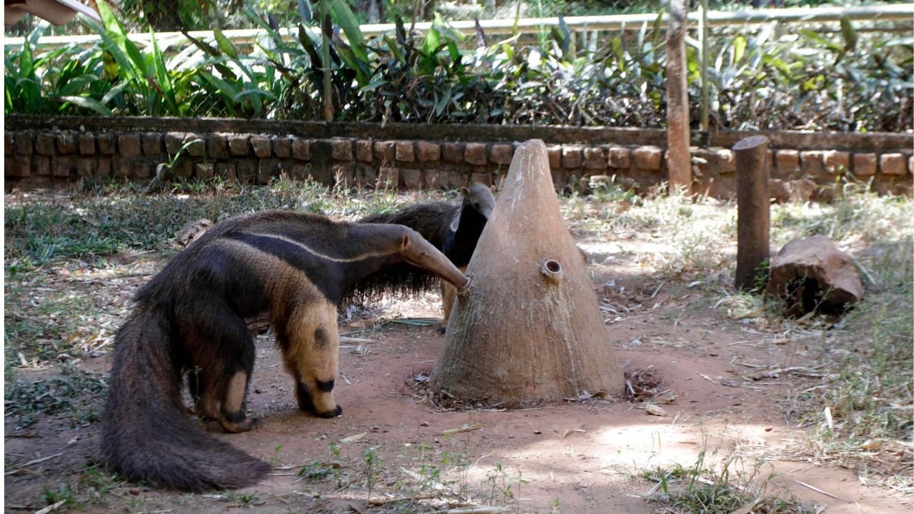 Tamanduá-bandeira é destaque na programação de março no Zoobotânico de Rio Preto