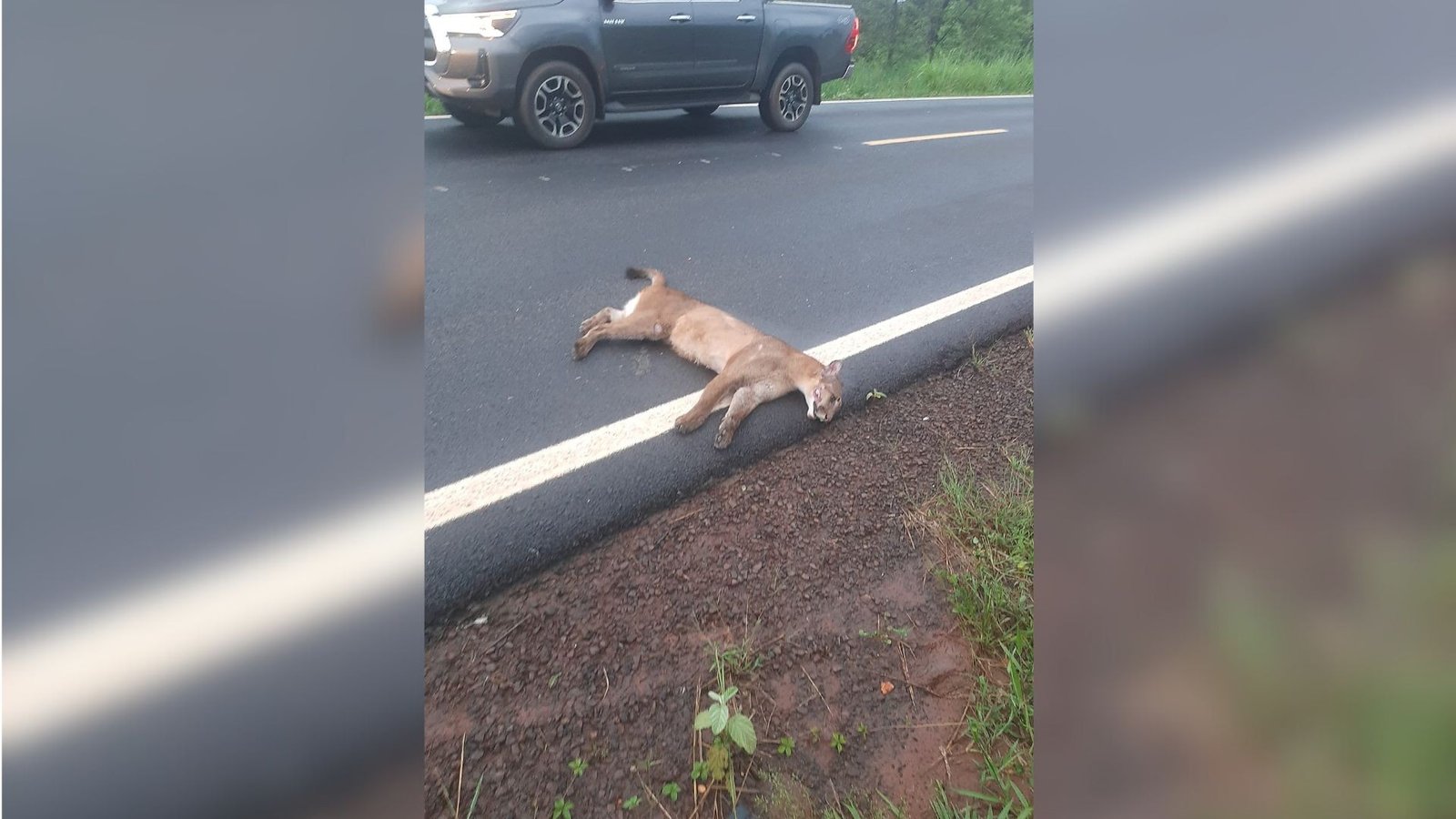Atropelamento de onça-parda em Jales (SP) acende alerta para a coexistência entre fauna e expansão humana