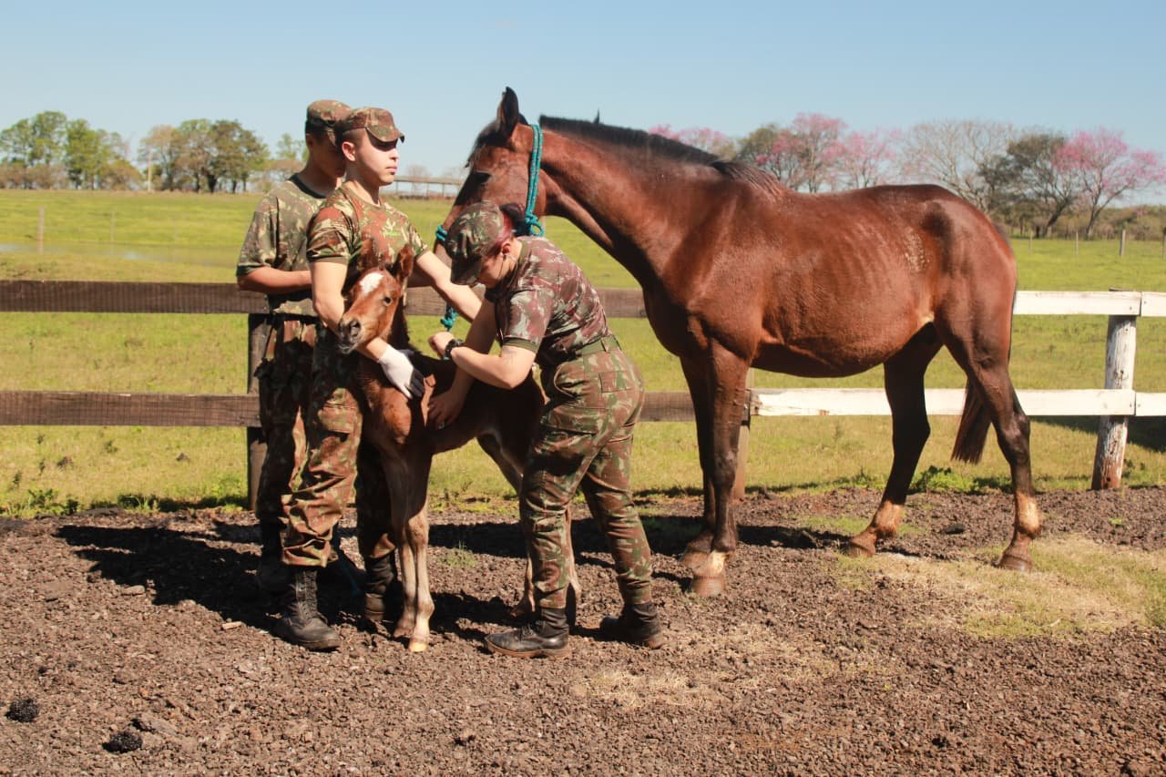 Coudelaria de Rincão: Onde a Tradição Equestre Brasileira Forma Cavalos Militares de Excelência Internacional