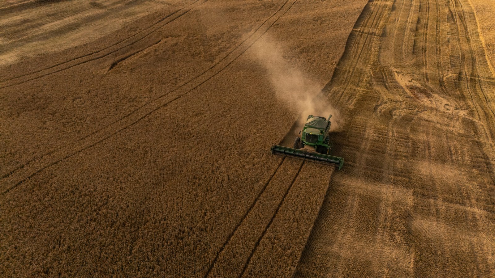 Produção de cevada no Brasil avança, mas o consumo da Geração Z desafia o futuro da indústria cervejeira