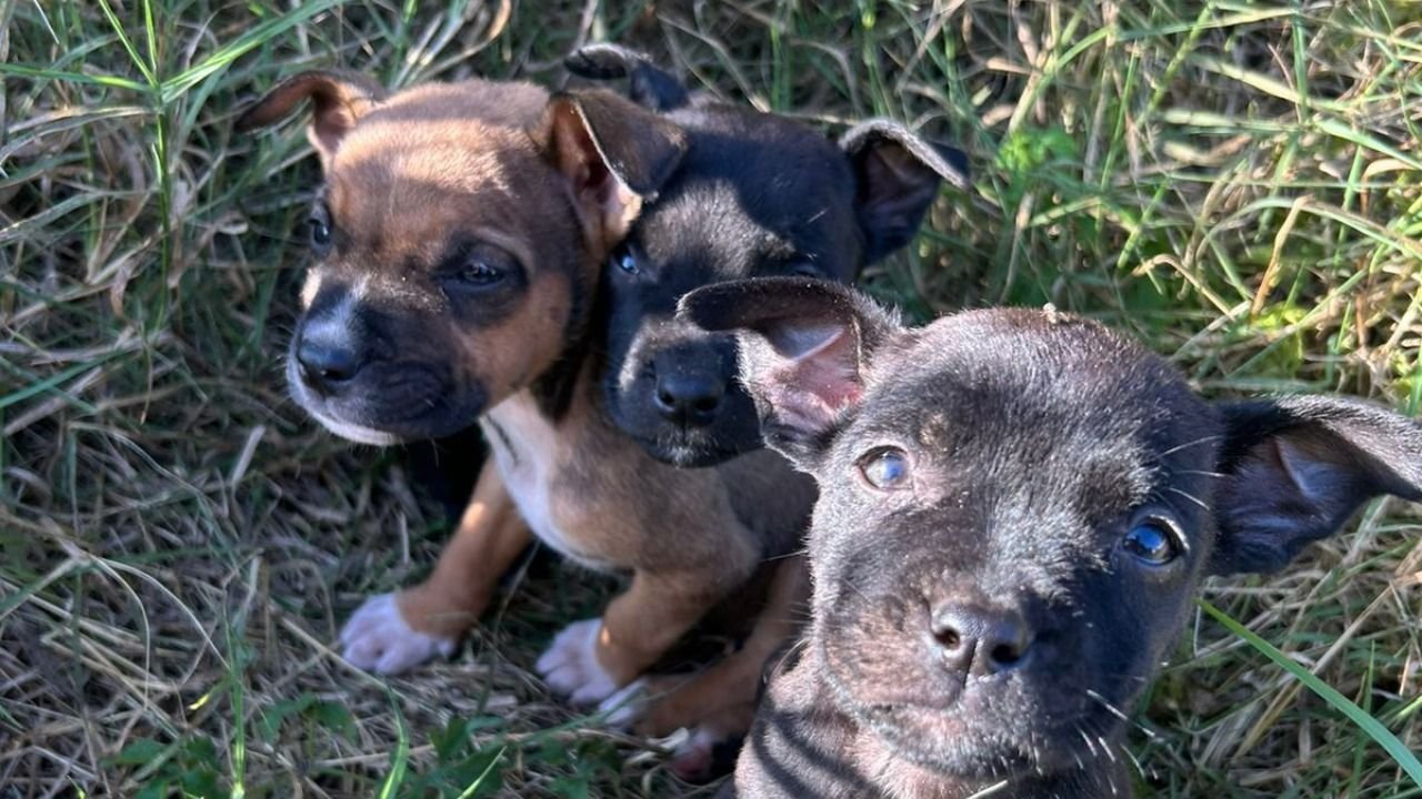 Bem-estar Animal promove neste sábado Feira de Adoção de Pets