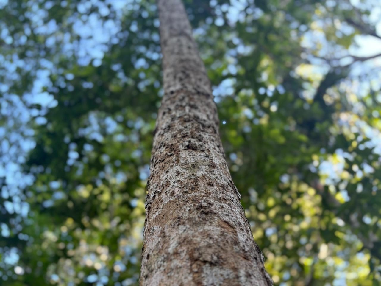 Capacitação para o Futuro: Curso Gratuito de Restauração Ecológica Impulsiona Sustentabilidade no Interior de SP