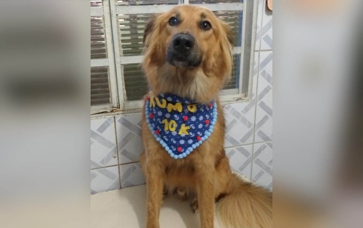 Cão resgatado de lixão em Itapetininga espera por adoção há 8 anos; especialistas alertam para os impactos da longa espera