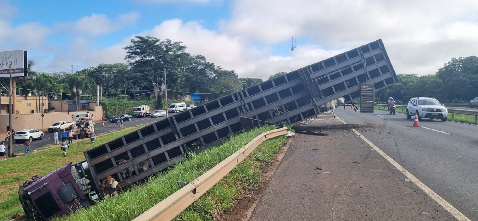 Tragédia na BR-153: caminhão com 120 bezerros tomba após colisão, motorista do carro foge e animais morrem em São José do Rio Preto