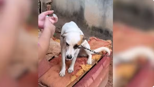 Polícia multa idosa em R$ 3,5 mil suspeita de manter cerca de 100 animais em condições insalubres