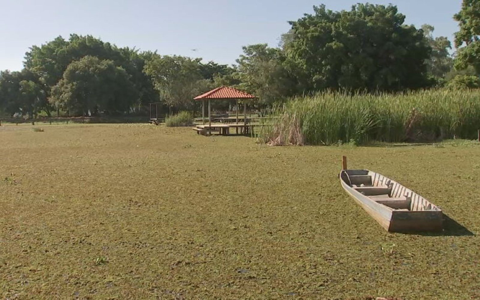 Proliferação de Algas Forma ‘Tapete Verde’ em Afluentes do Tietê no Noroeste de SP, Acendendo Alerta Ambiental