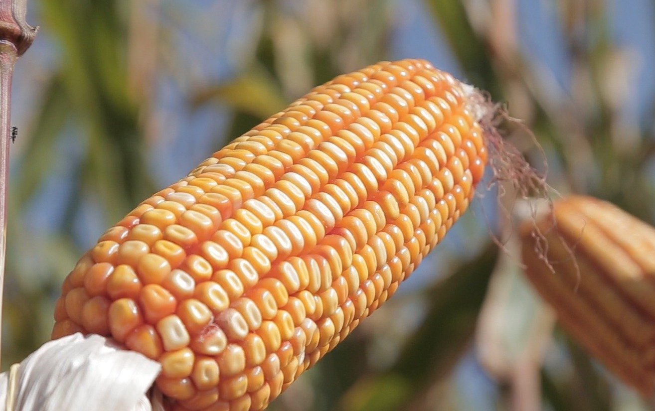 O município que é o maior produtor de milho do Brasil: Sorriso (MT) consolida sua hegemonia no agronegócio nacional