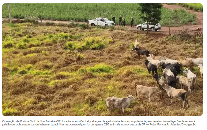 Polícia prende suspeitos de integrar quadrilha de furto e venda de quase 260 cabeças de gado em Ilha Solteira