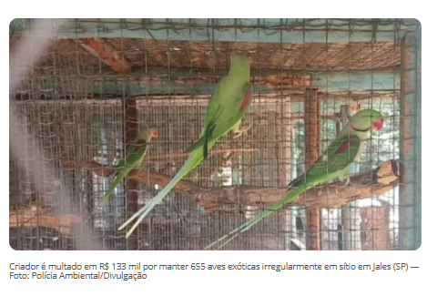 Criador é multado em R$ 133 mil por manter 655 aves exóticas irregularmente em sítio em Jales