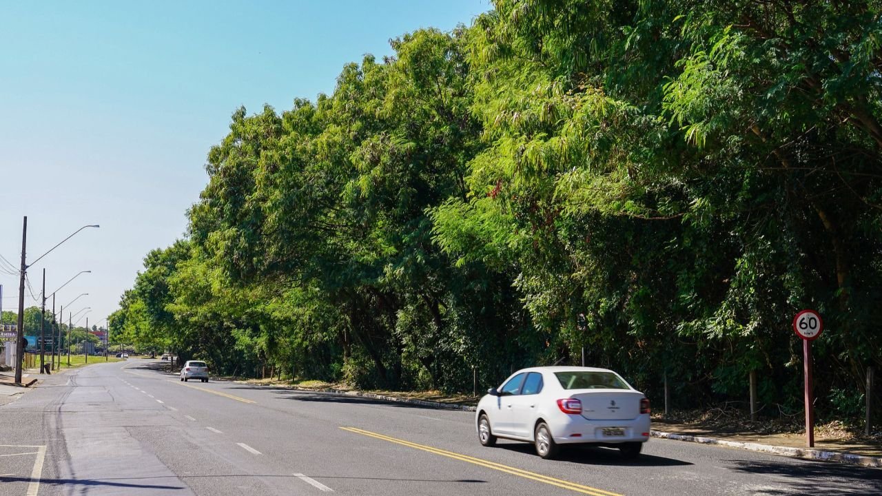 Serviço de poda de árvores interdita trecho da avenida Ernani Domingues