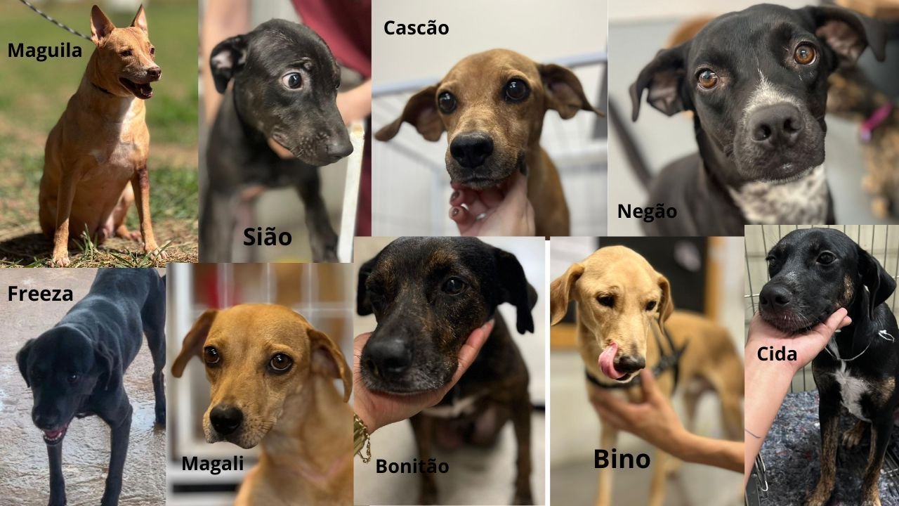 Saúde Animal leva ações neste sábado no Jardim Urano