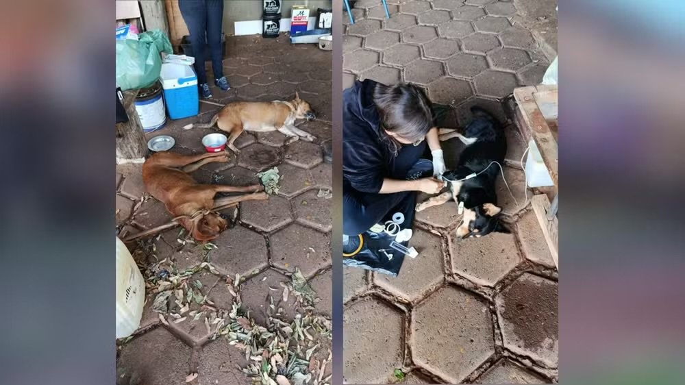 Homem é preso suspeito de envenenar quatro cachorros em Álvares Florence