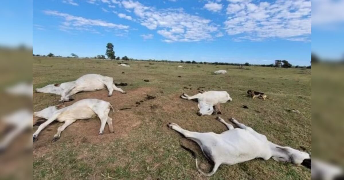 Morte de 83 bovinos em Mato Grosso do Sul sob investigação após onda de frio severa e acende alerta na pecuária nacional