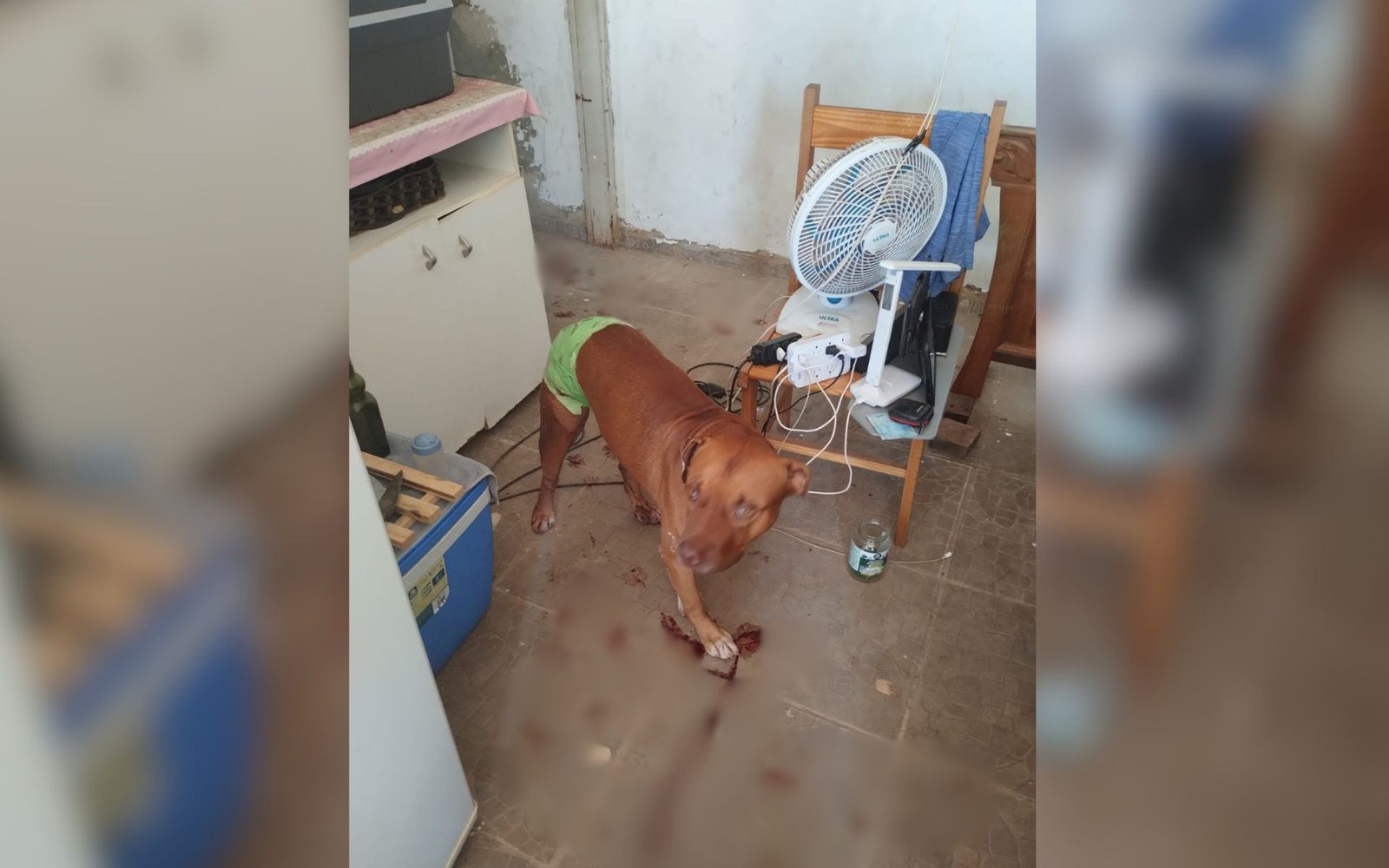 ‘Me deu soco no rosto’, diz idoso salvo por pitbull ao ser agredido pelo filho