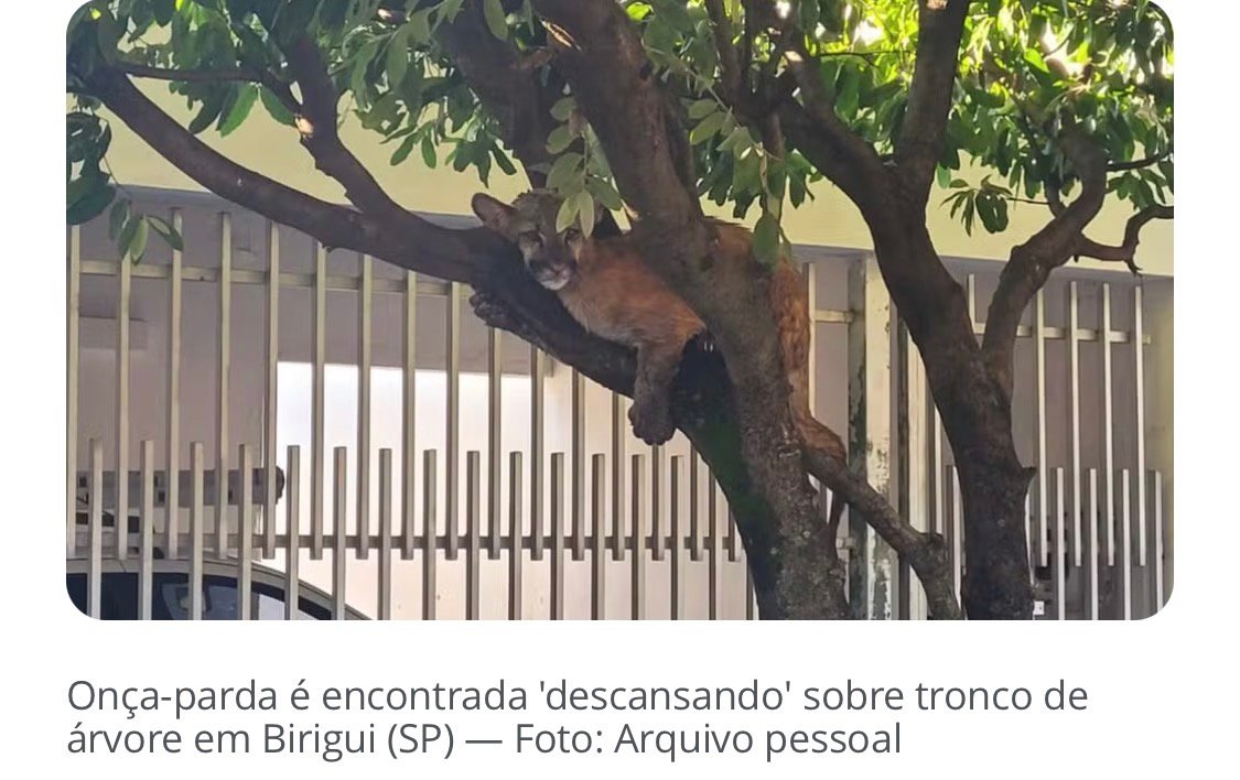 Onça-parda é encontrada ‘descansando’ em cima de árvore em bairro de Birigui