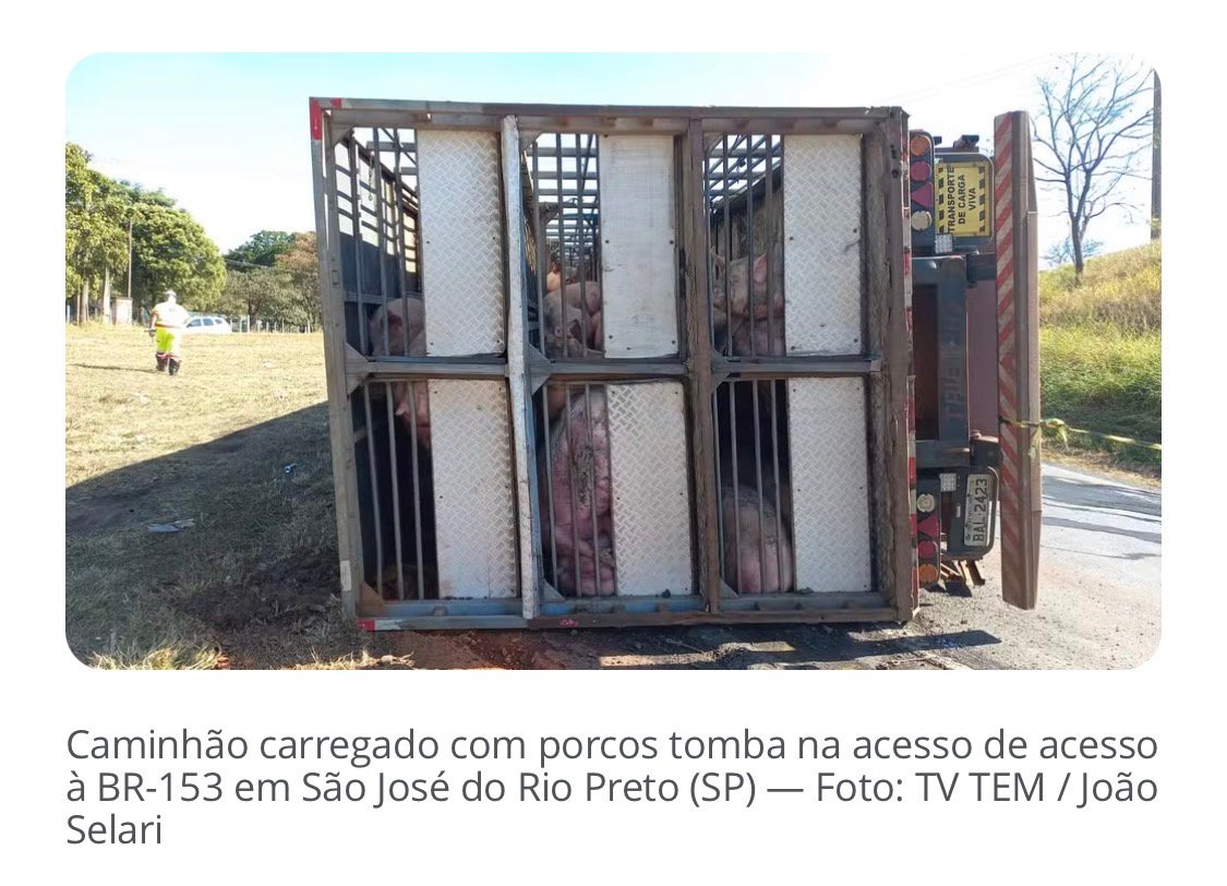 Caminhão carregado com 200 porcos tomba em alça de acesso na BR-153 em Rio Preto