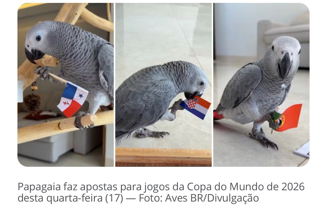 Papagaia ‘vidente’ de Schmitt acerta palpites na Copa do Mundo