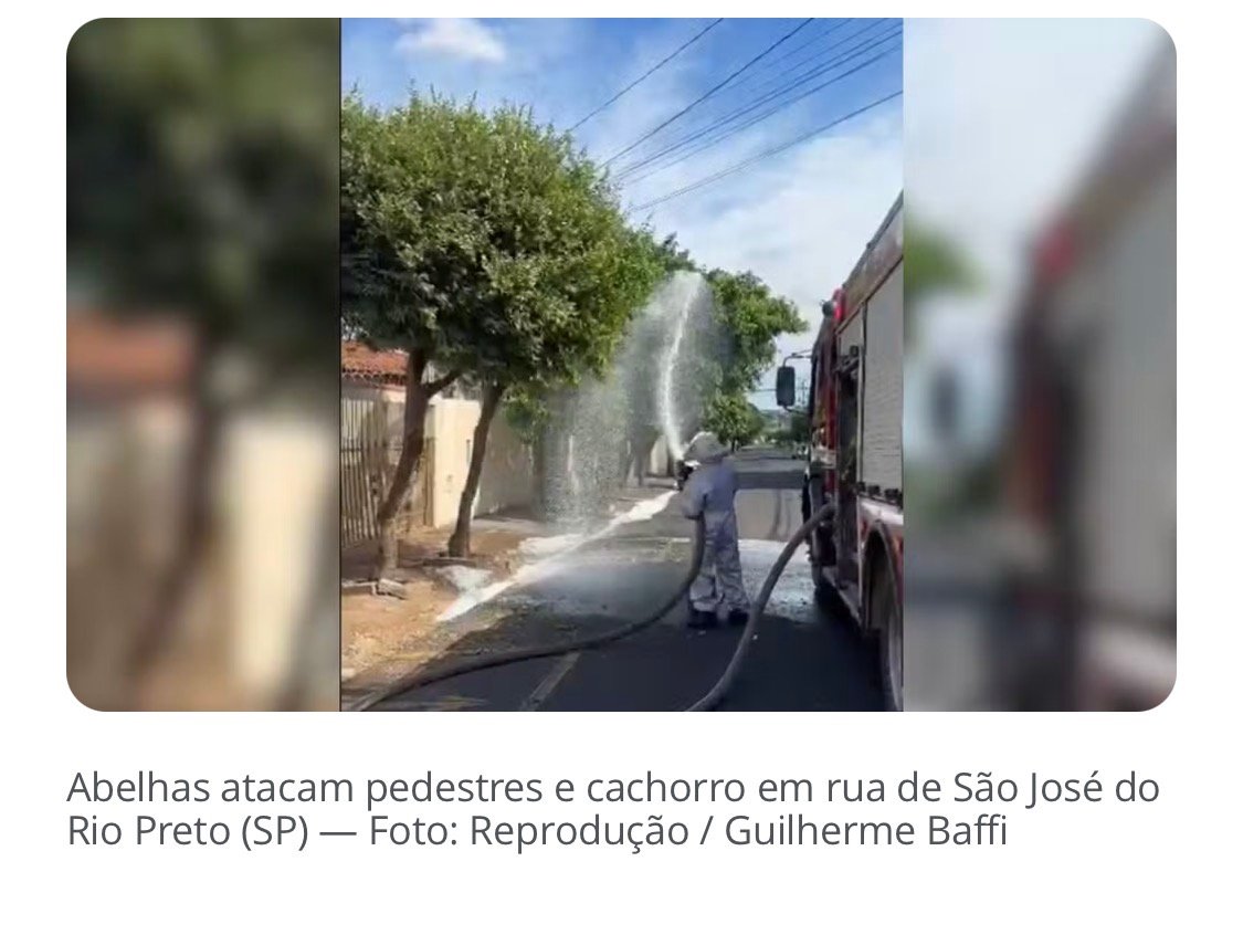 Abelhas atacam pedestres e cachorro em Rio Preto